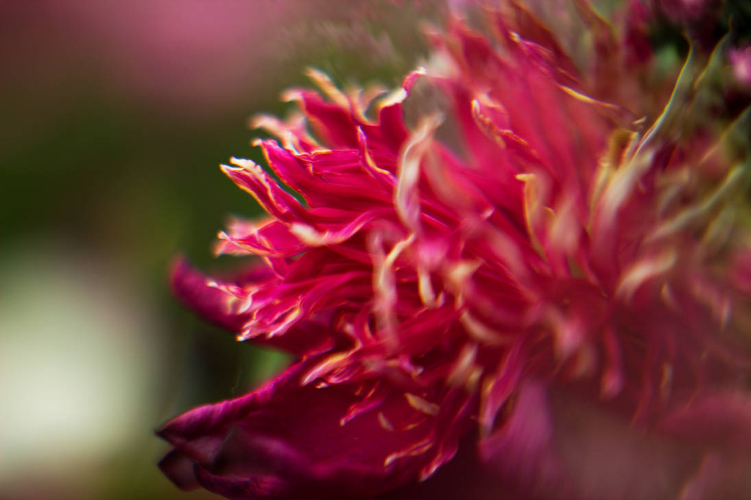 funky flower