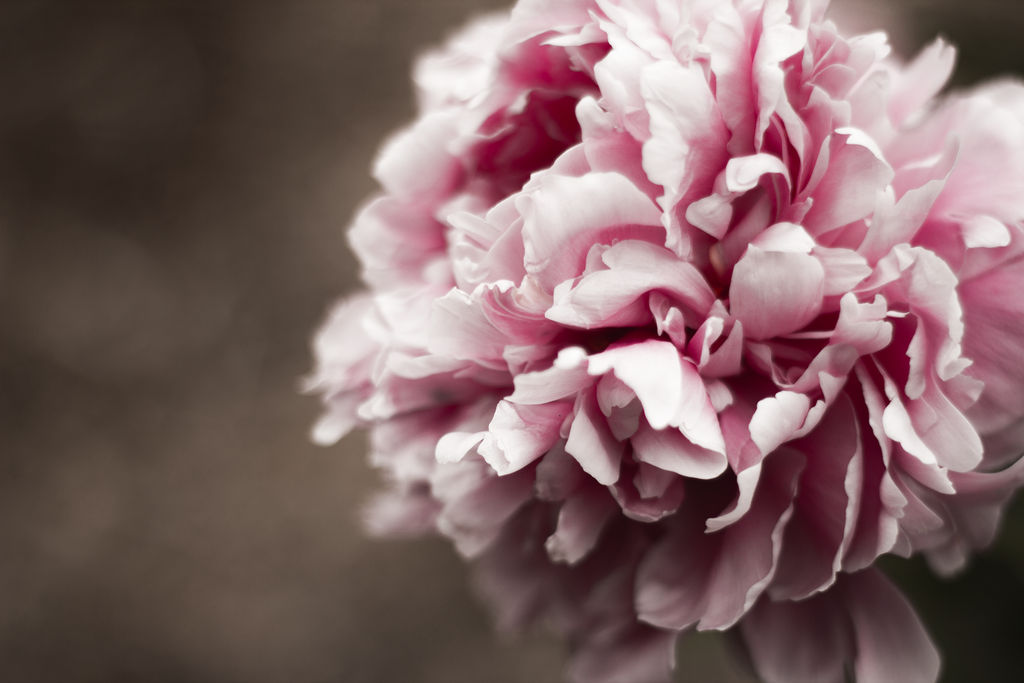 gloomy flower