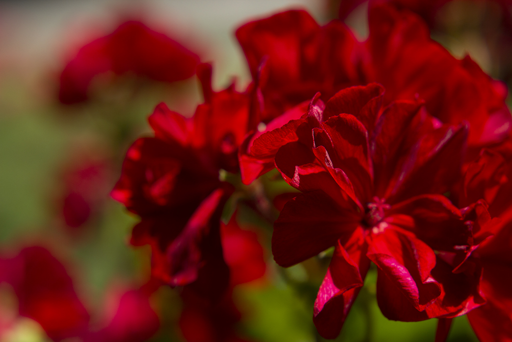 red flowers